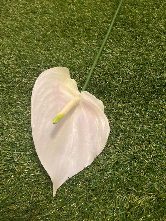 ANTHURIUM TROPICAL IVORY