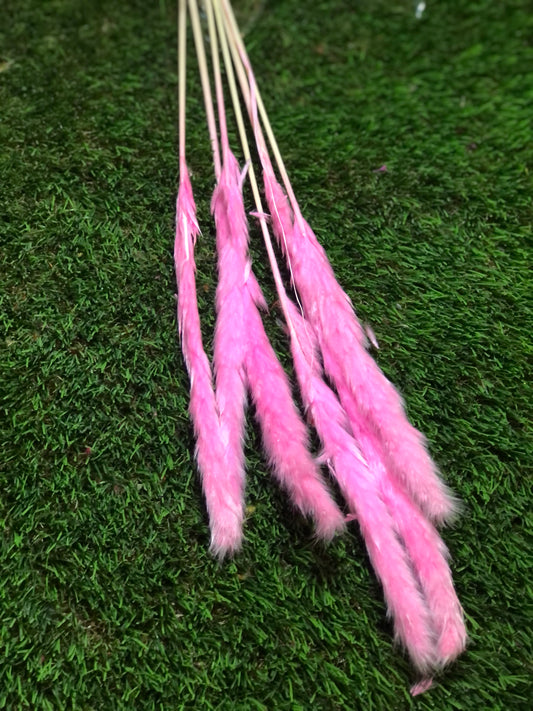 SINGLE STEM PAMPAS PACK 6 BABY PINK