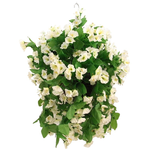 HANGING BASKET KIT IVORY MORNING GLORY