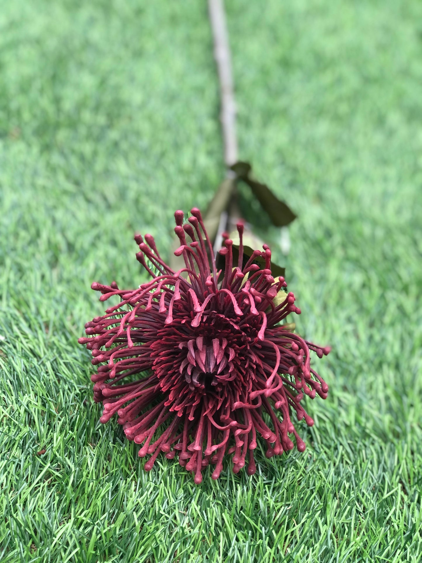 73cm PROTEA BURGUNDY