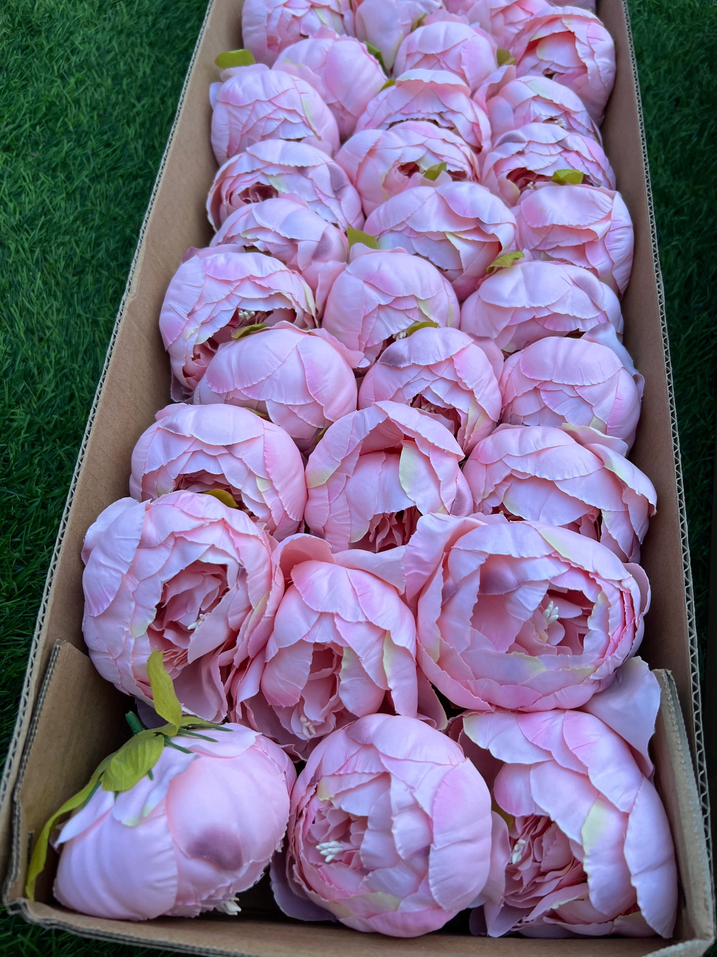 BOXED PEONY HEADS (36) PINK