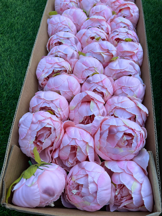 BOXED PEONY HEADS (36) PINK