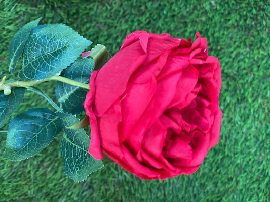 61cm SINGLE CABBAGE ROSE RED