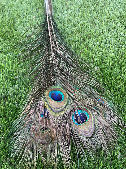 PEACOCK FEATHERS 10PM