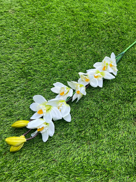 GIANT IVORY FREESIA