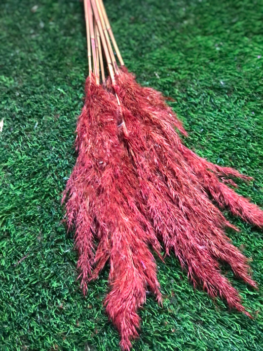 75cm REED SEEDED RED PAMPAS BUNCH