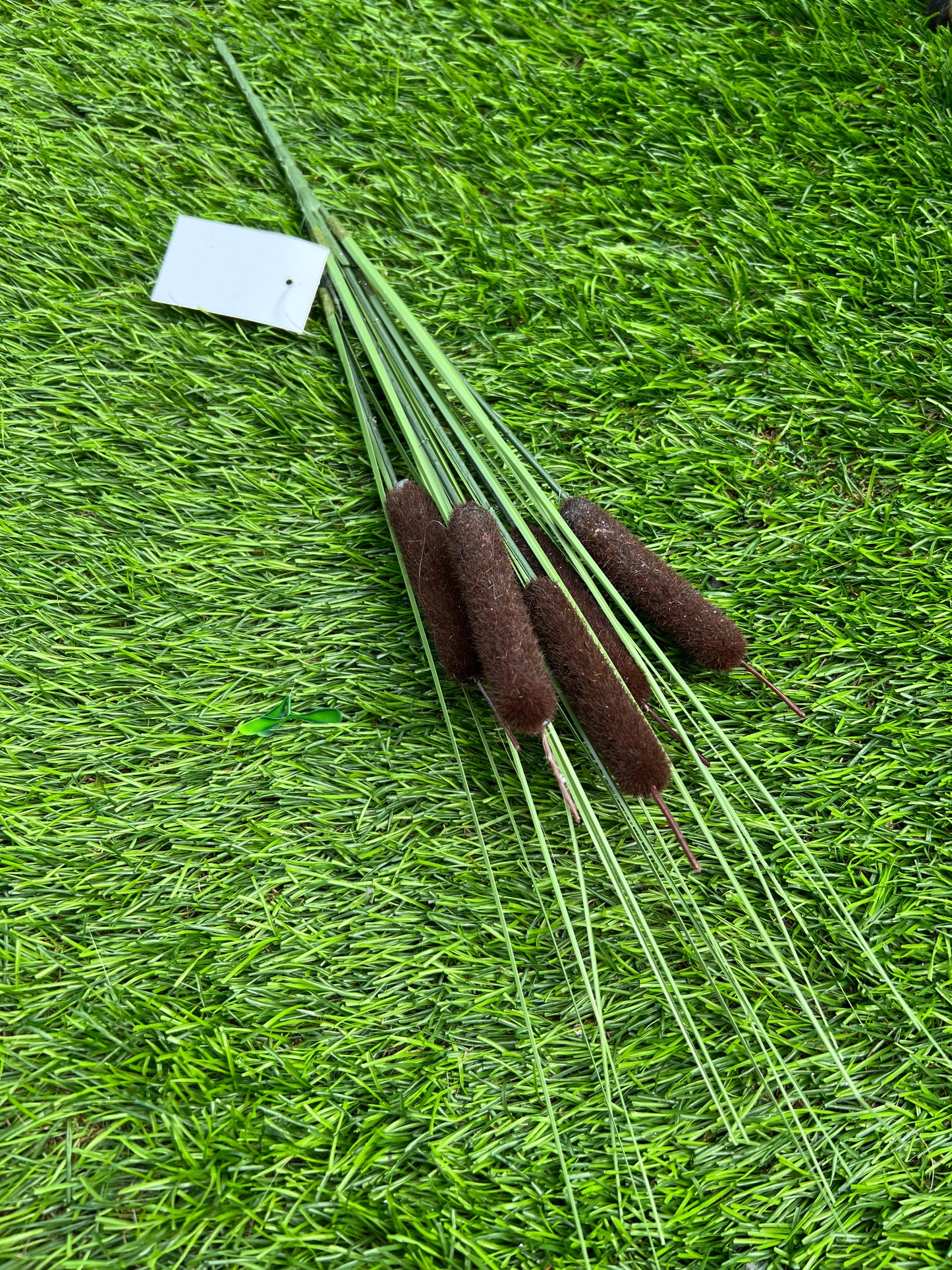 BULL RUSH WITH GRASS BROWN