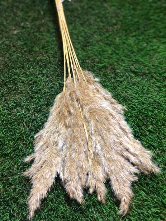 75cm REED SEEDED NATURAL PAMPAS BUNCH