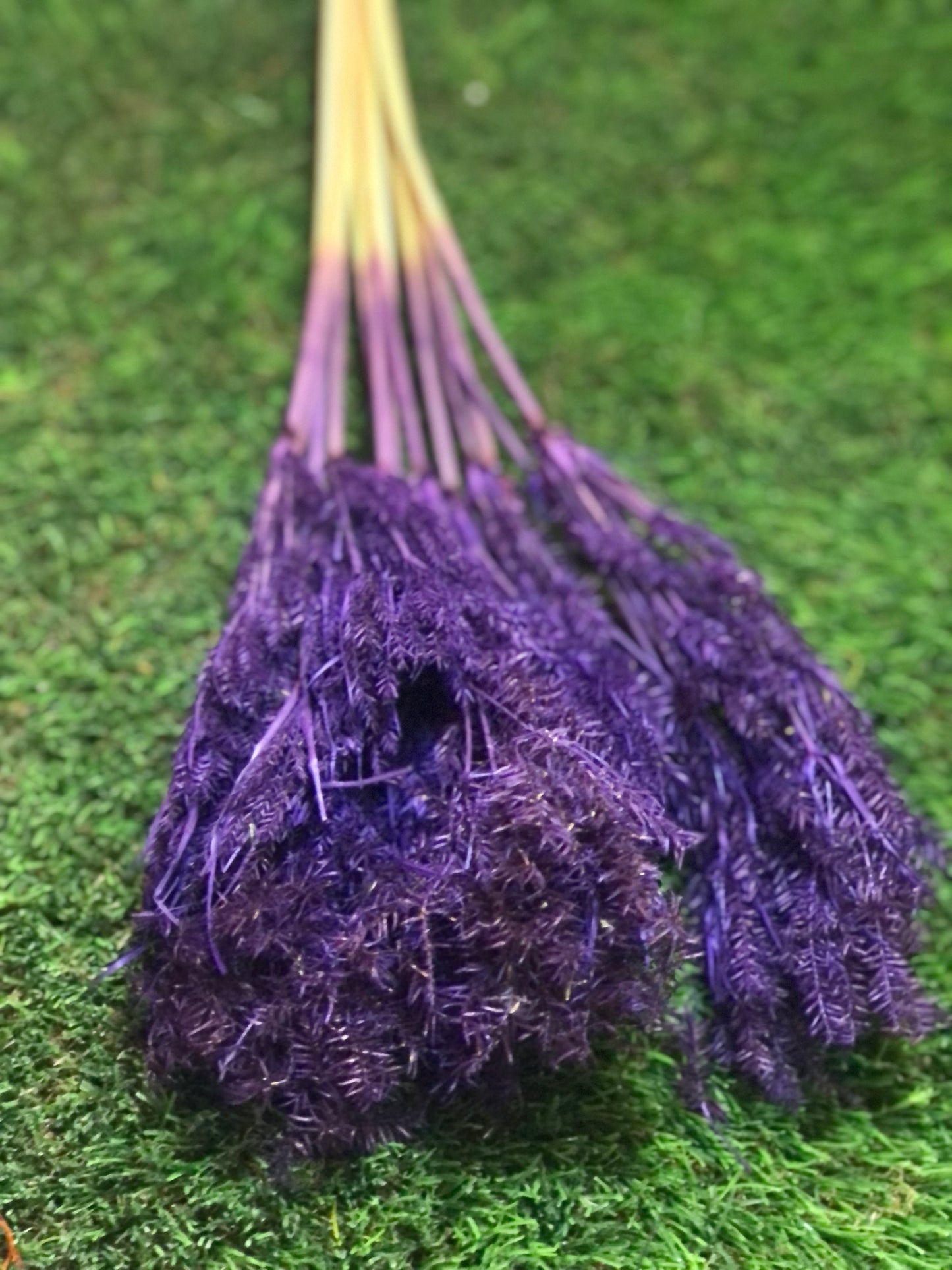 DRIED UMBRELLA BUNCH PURPLE