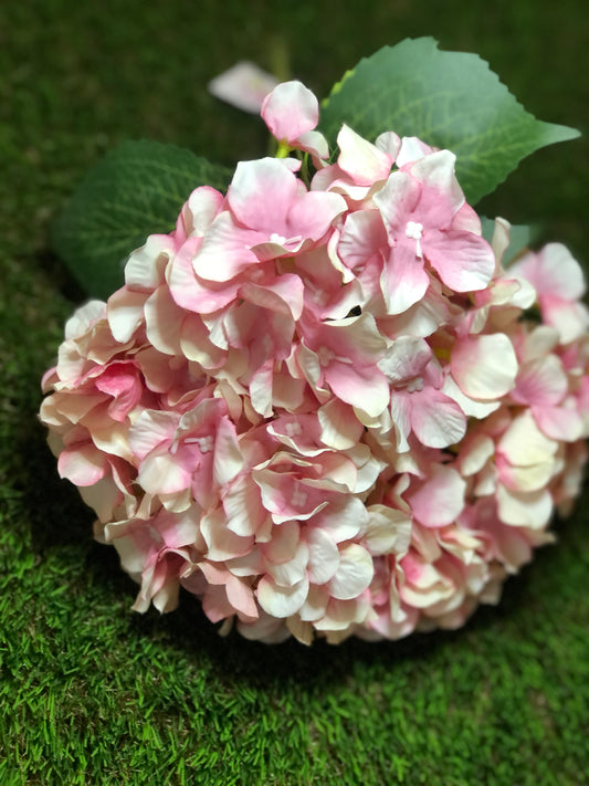 45cm HYDRANGEA BUNCH BLUSH  (5 heads)