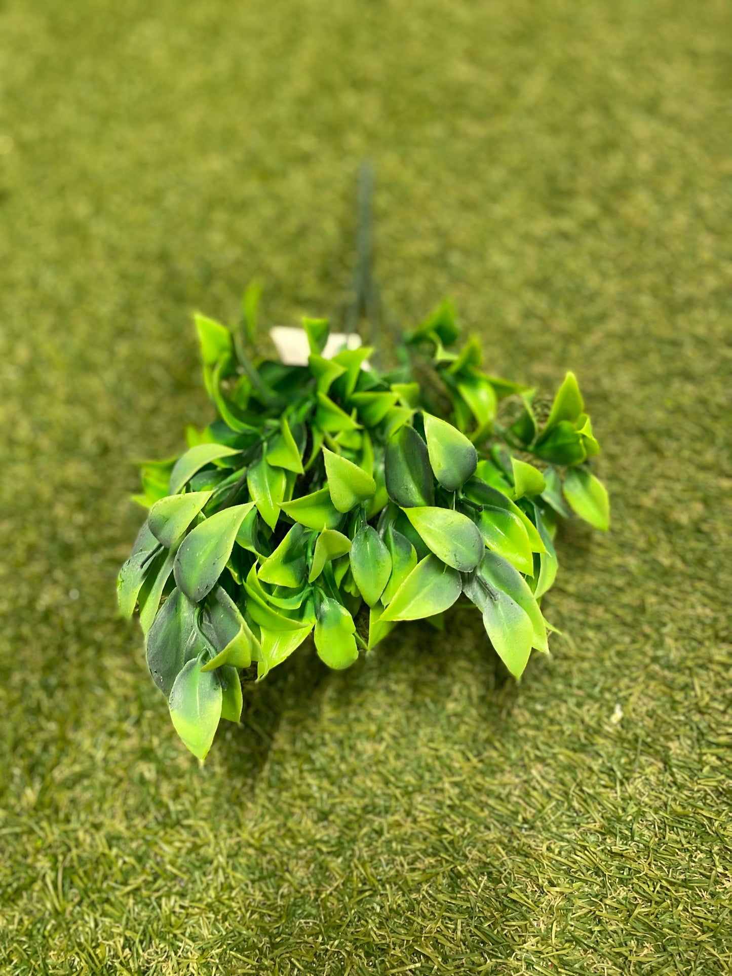 33CM GREEN RUSCUS BUNCH