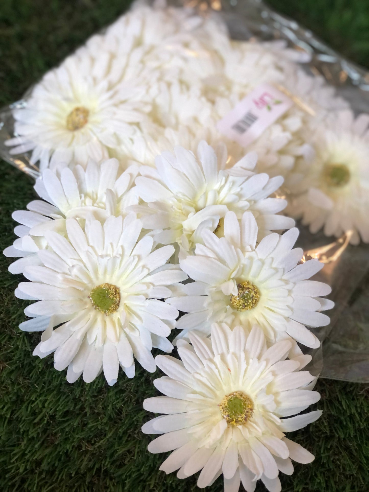 GERBERA HEADS PACK 24 IVORY