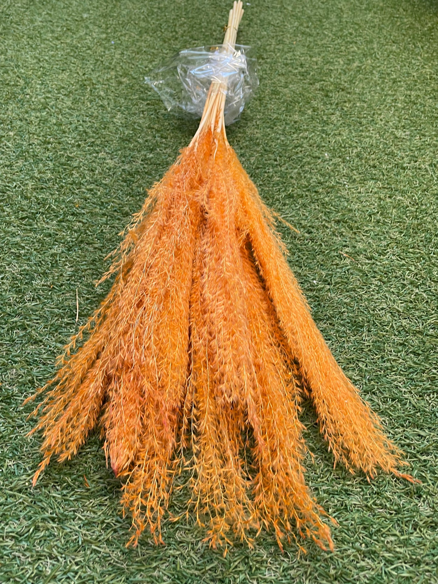 DRIED MISCANTHUS ORANGE 10 STEMS