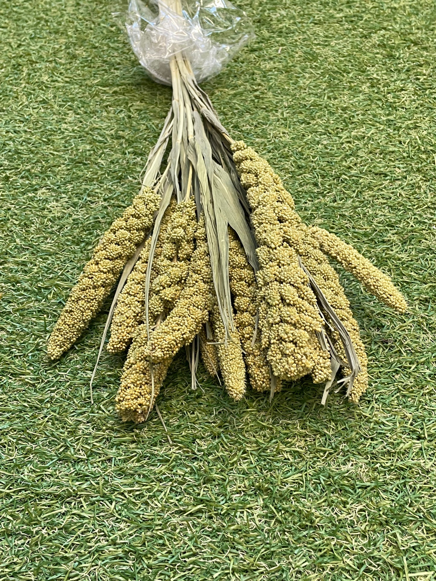 DRIED MILLET NATURAL 10 STEMS