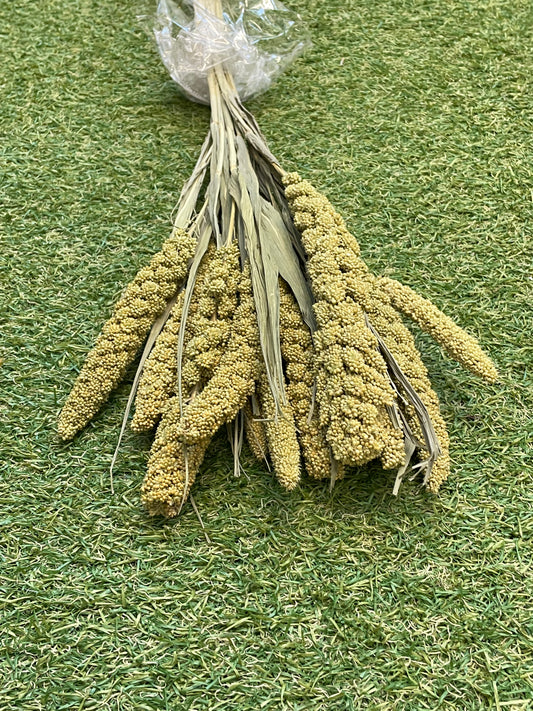 DRIED MILLET NATURAL 10 STEMS