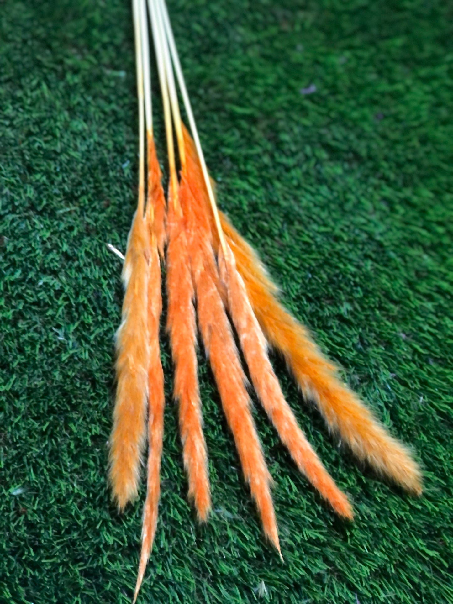 SINGLE STEM PAMPAS PACK 6 ORANGE