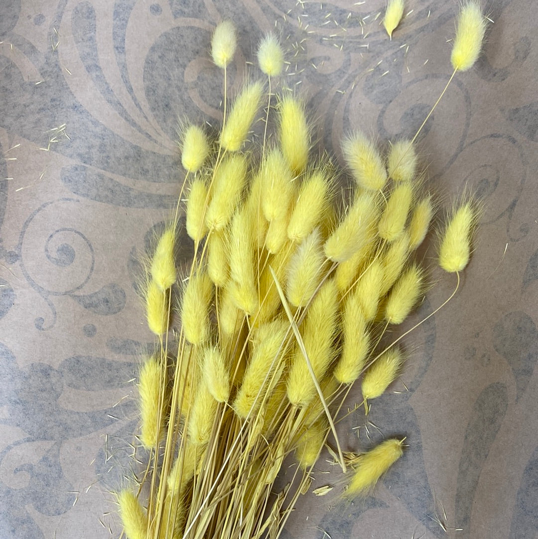 LAGARUS BUNCH YELLOW