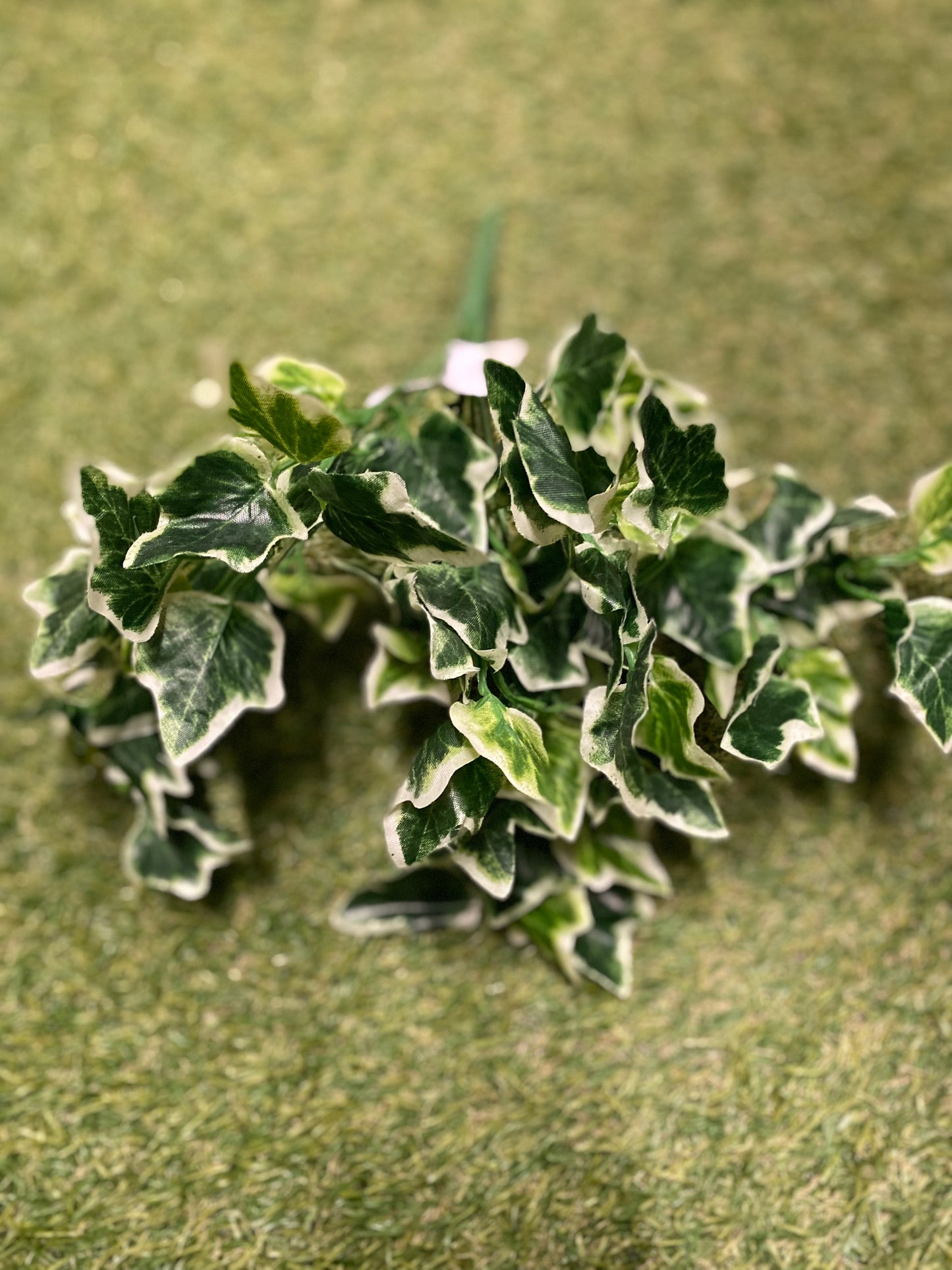 MINI IVY BUNCH 26CM VARIEGATED