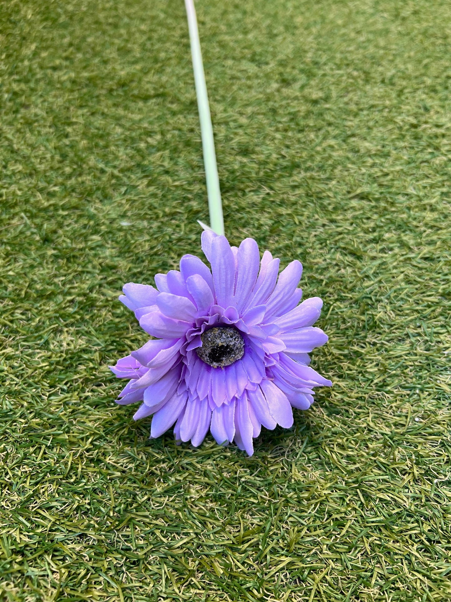 PASTEL SINGLE GERBERA LILAC