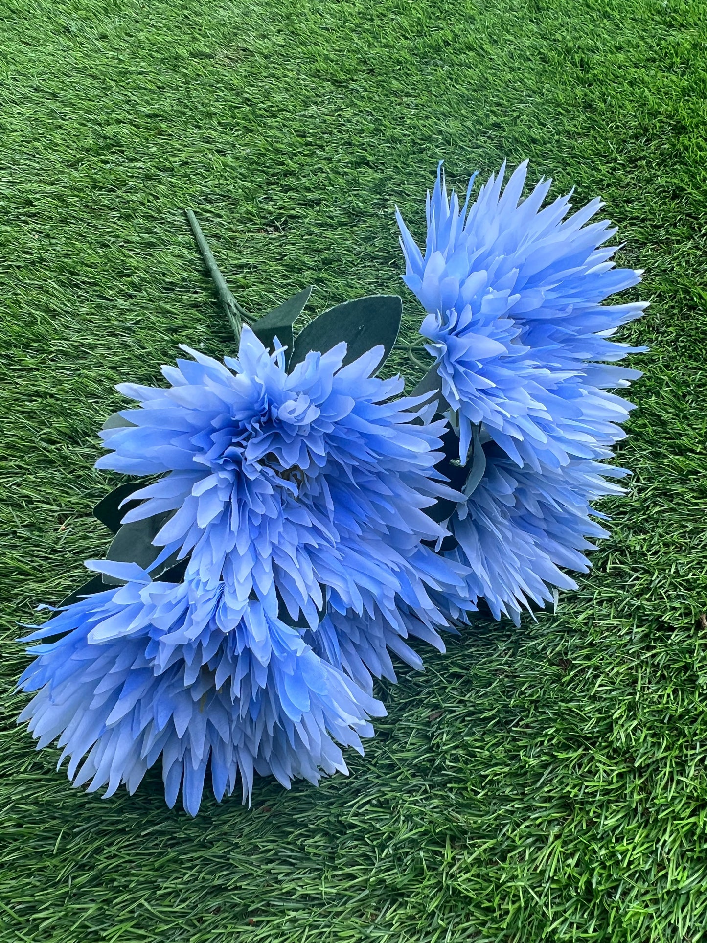 5 HEAD LARGE BLUSH BLUE CHRYSANTHEMUM