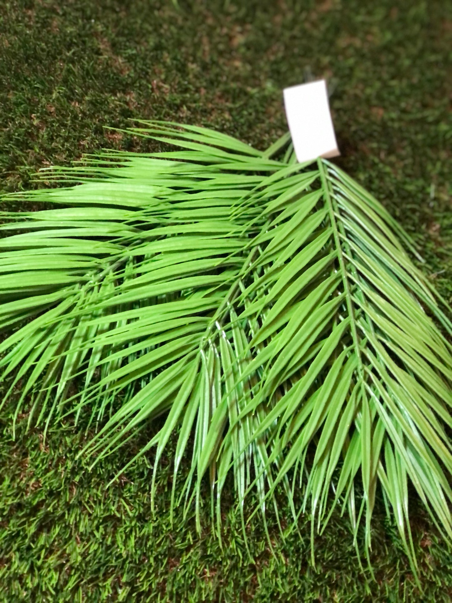 44cm 12 PACK FERN LEAF