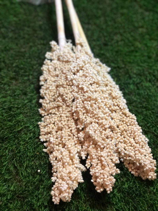 78cm BLEACHED INDIAN CORN