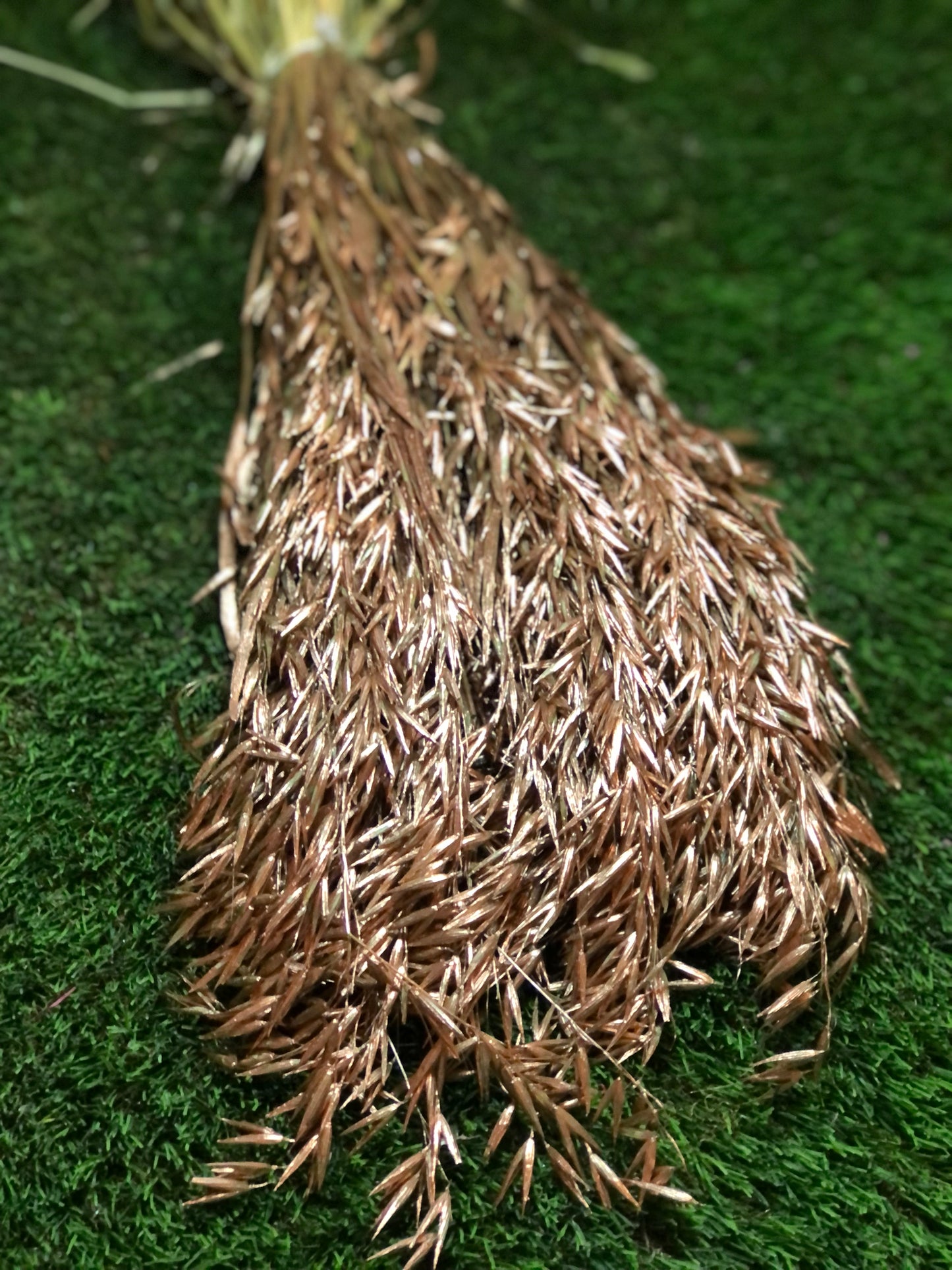 DRIED AVENA BUNCH ROSE GOLD