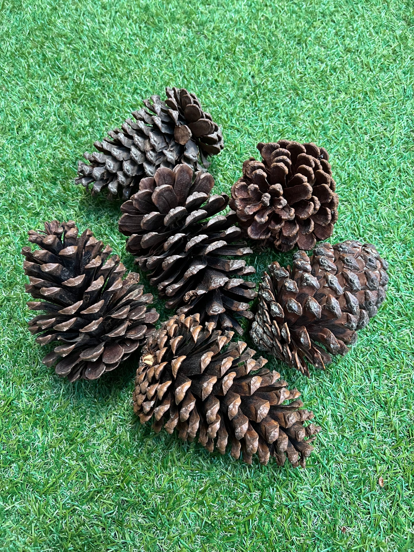 GIANT PINE CONE PACK