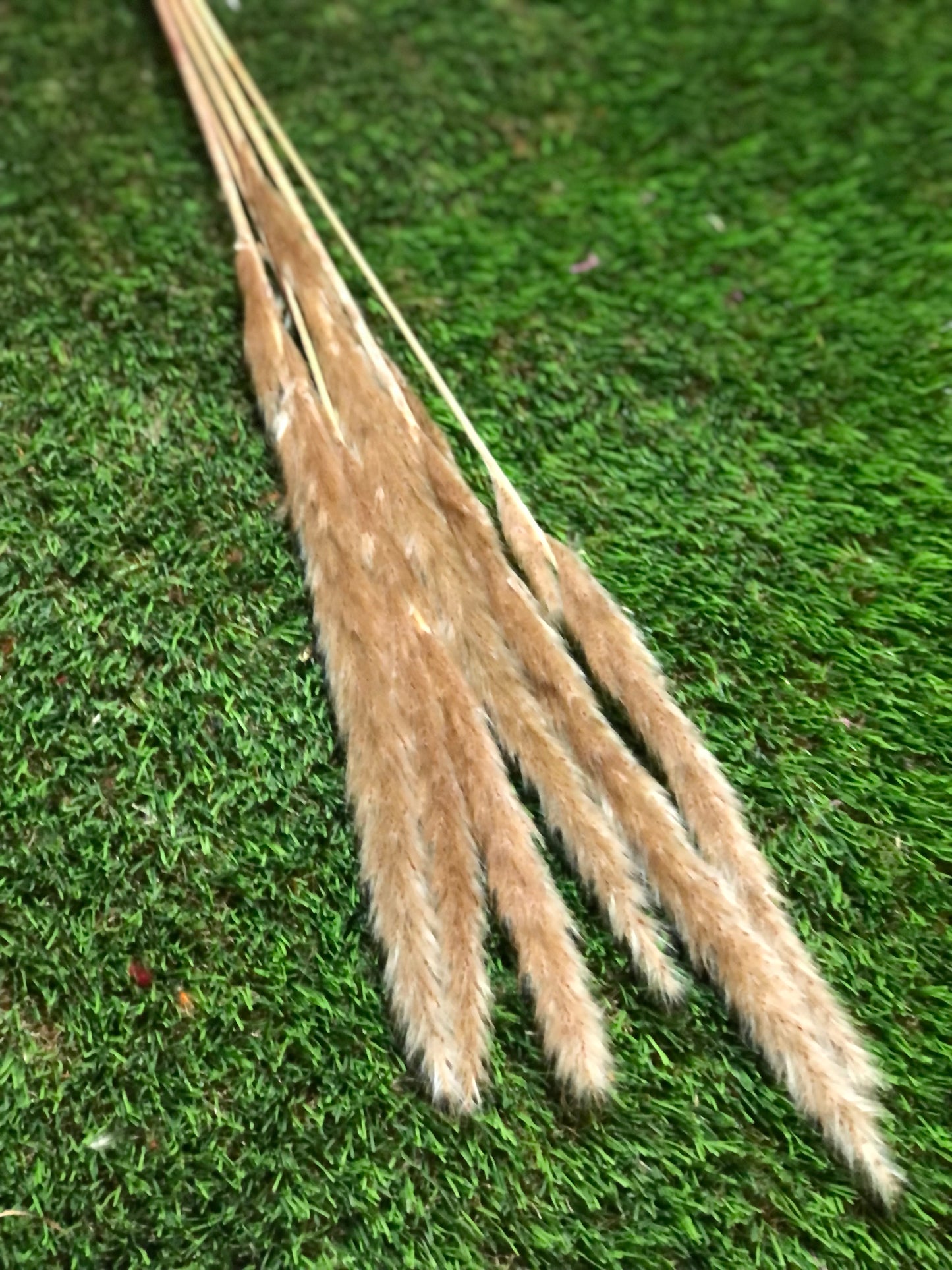 SINGLE STEM PAMPAS PACK 6 NATURAL