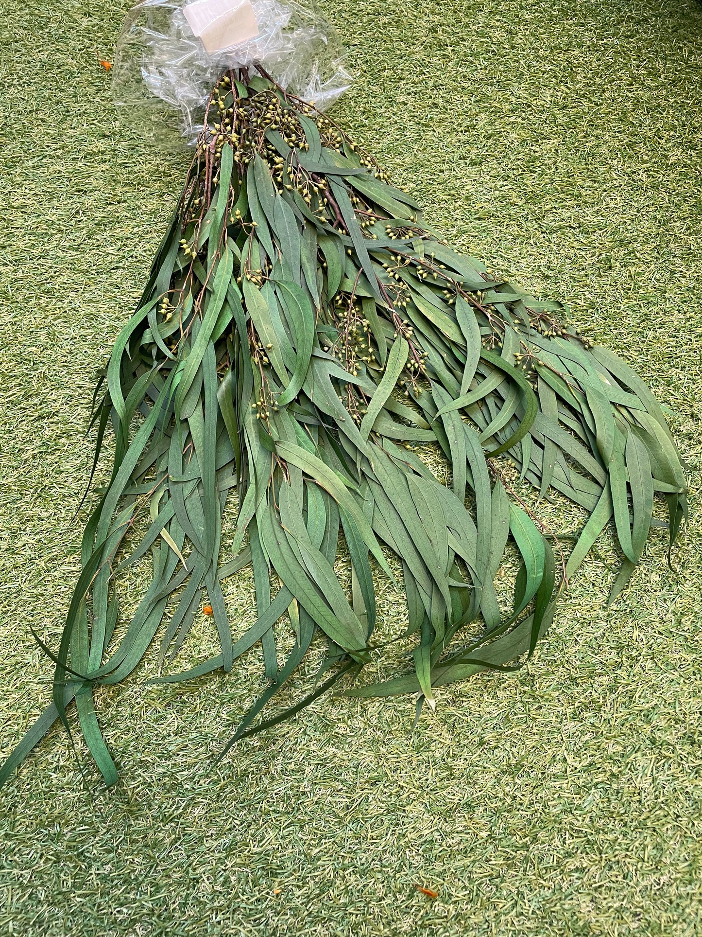 DRIED EUCALYPTUS WILLOW LEAF BUNCH