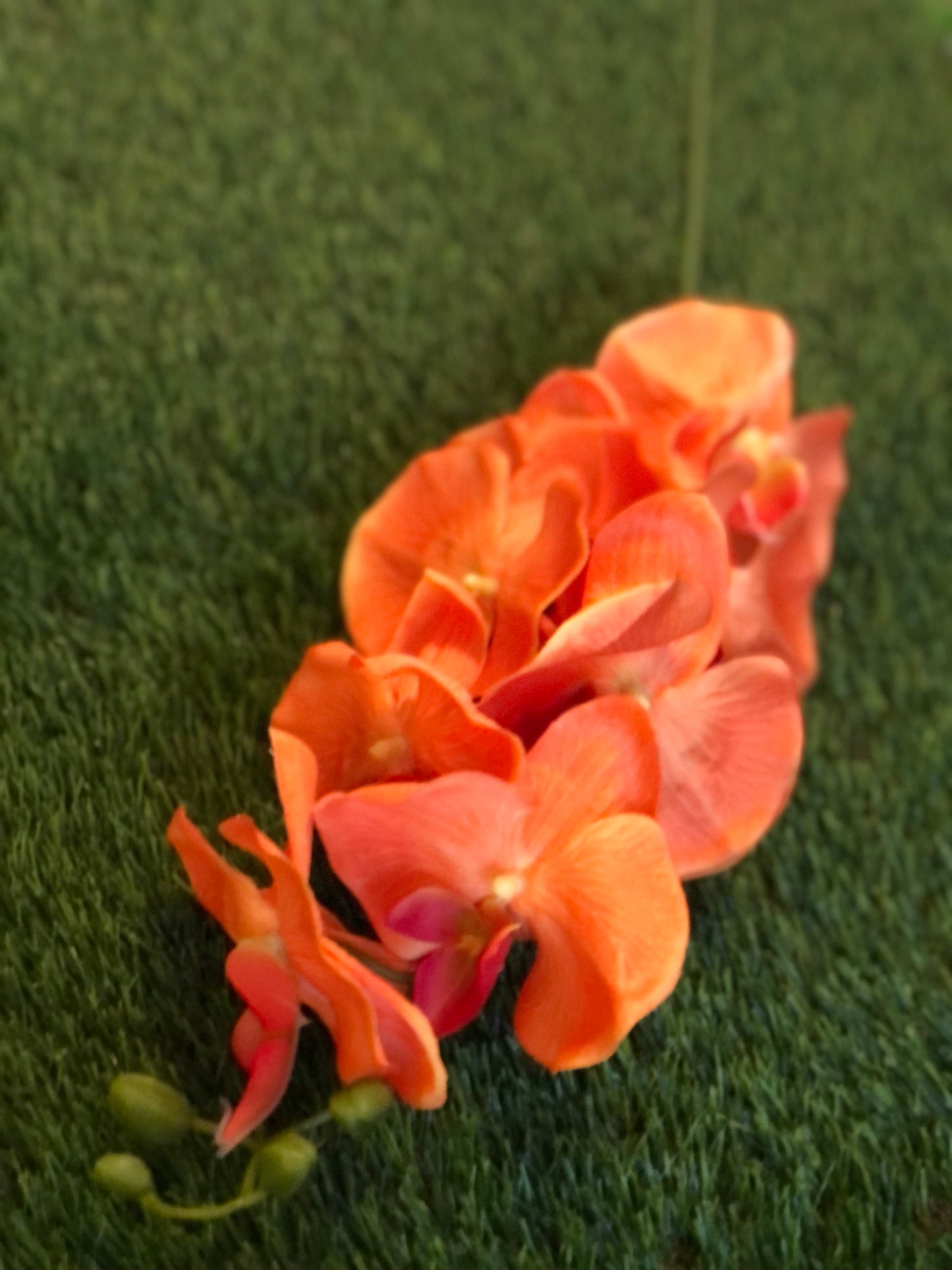 GIANT DELUXE DOUBLE ORCHID ORANGE 105cm