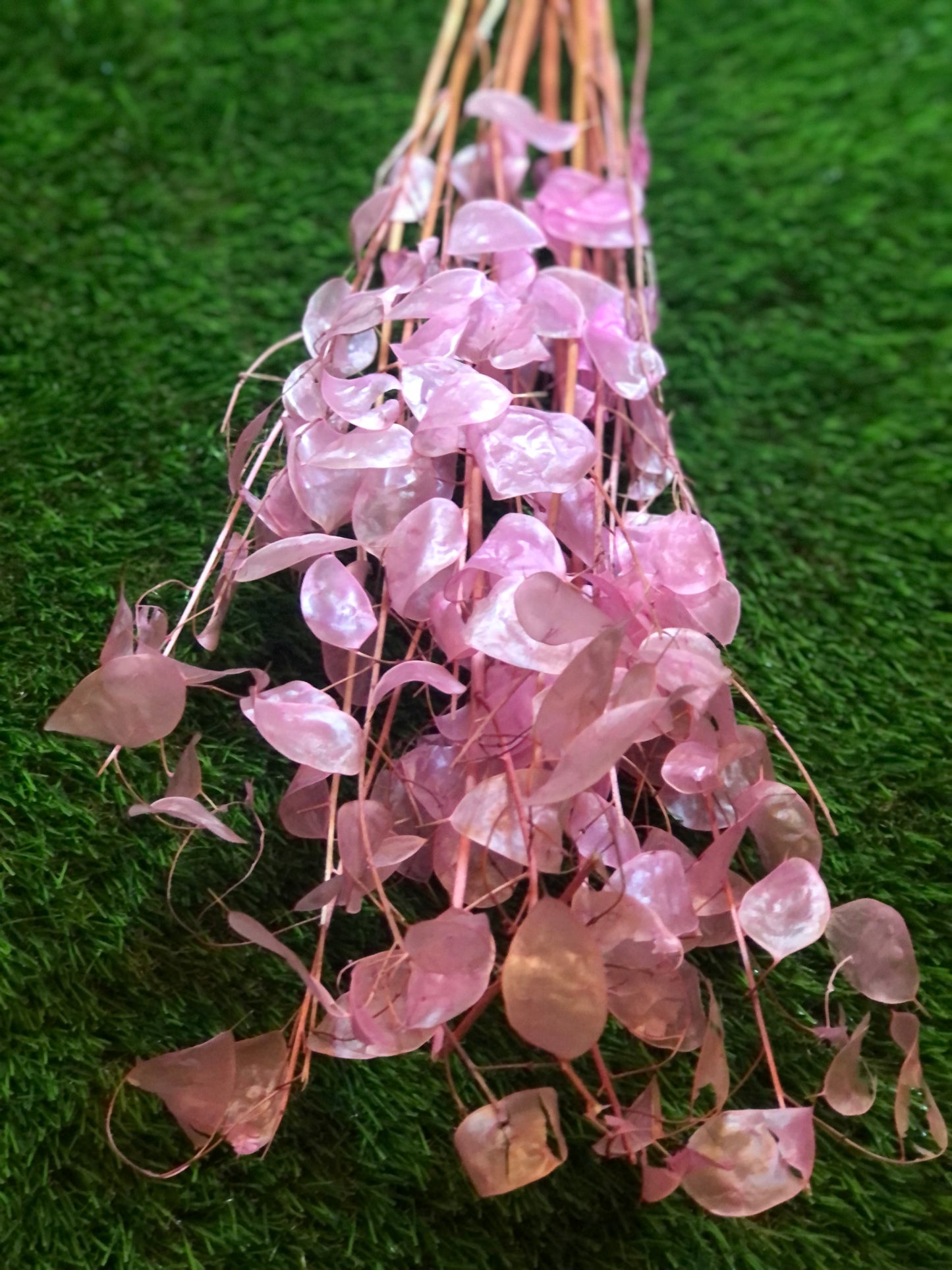 DRIED LUNARIA PINK