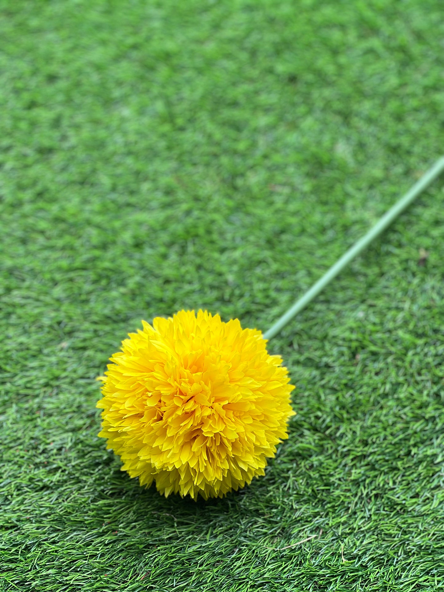 GIANT SINGLE ALLIUM YELLOW