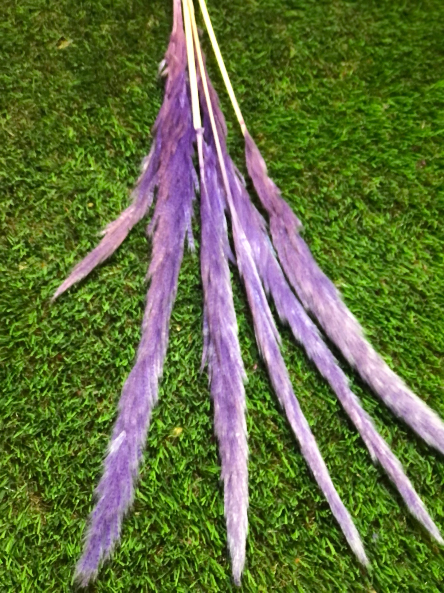 SINGLE STEM PAMPAS PACK 6 LILAC