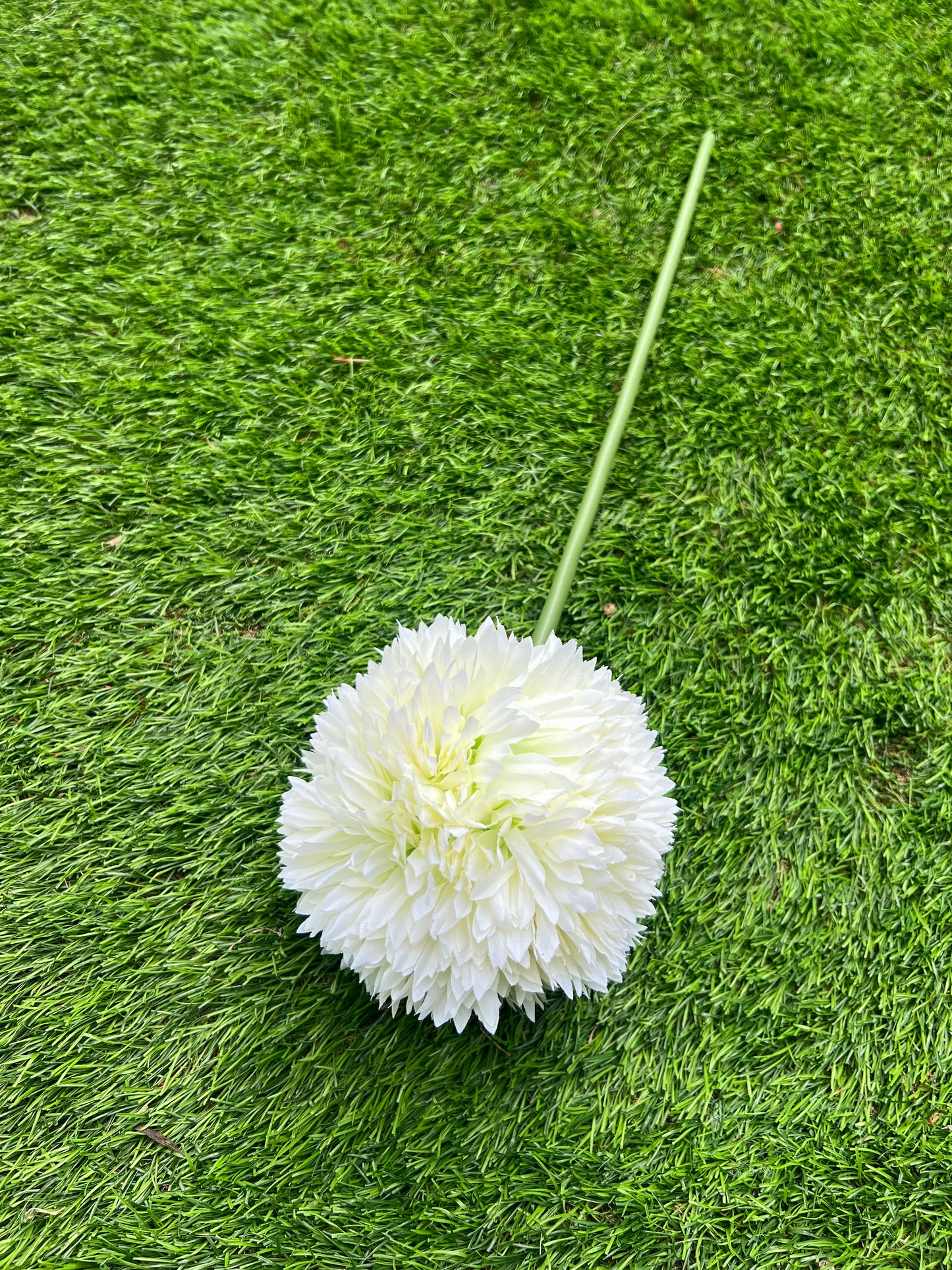 GIANT SINGLE ALLIUM IVORY